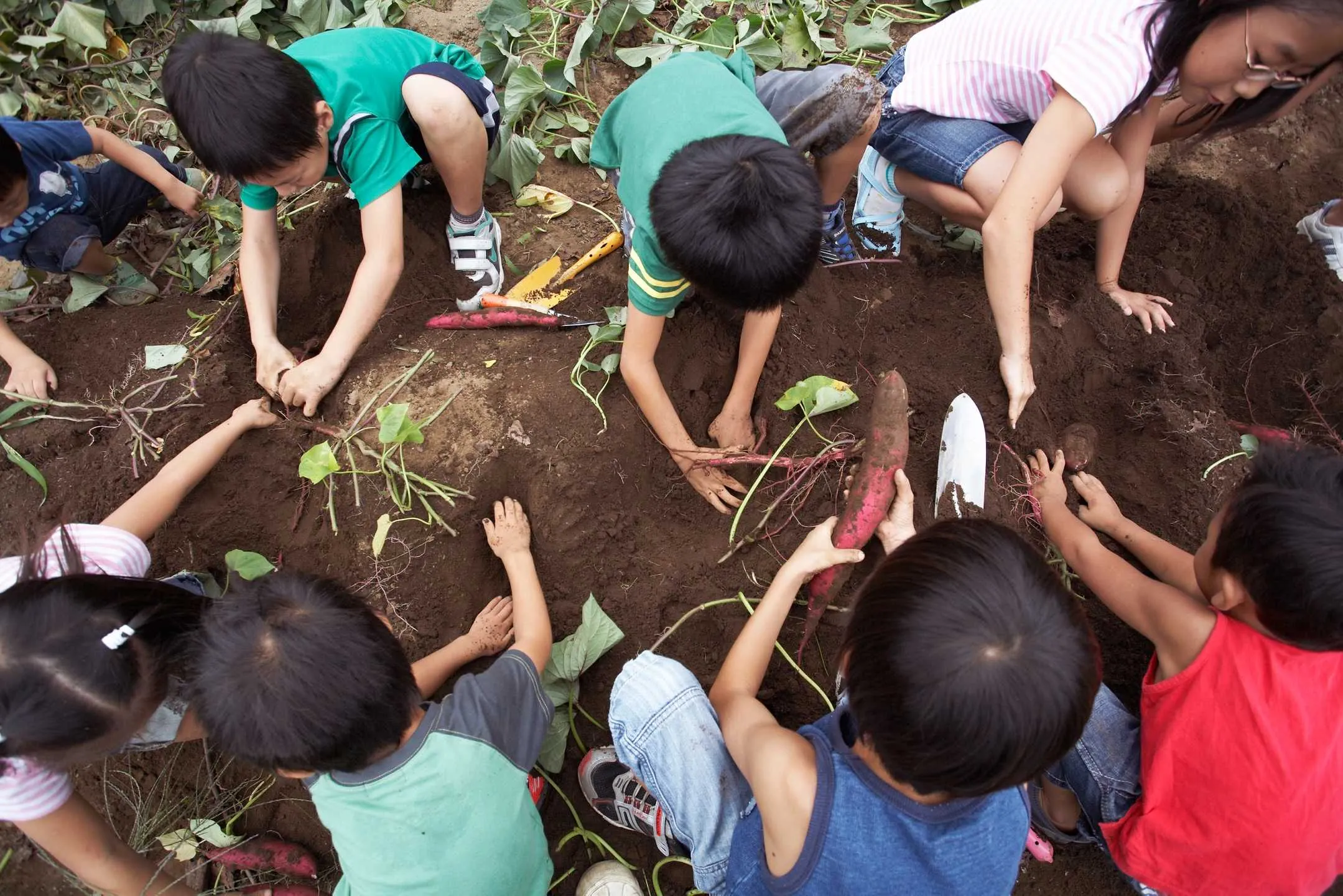 A group of young people planting seeds