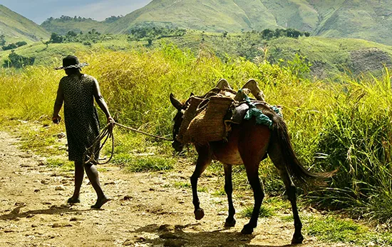 A villager and an animal walking